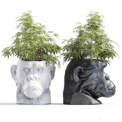 盆栽 绿植摆件 盆栽组合